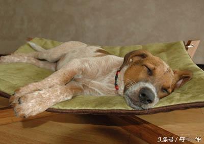 寧愿賣雞排也不搞互聯(lián)網(wǎng)的臺(tái)灣怎么了？