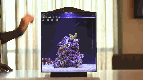 想要魚兒更健康地成長？ 看看這款智能水族箱