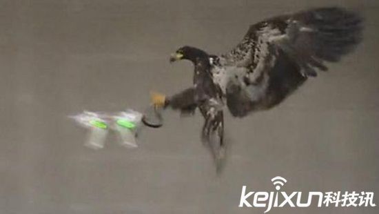 鷹抓無(wú)人機(jī)一擊致命 制服無(wú)人機(jī)后飛走
