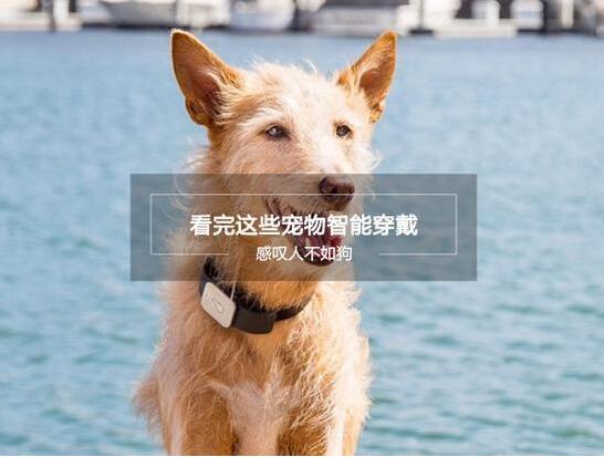 真是人不如狗 盤點(diǎn)那些有趣的寵物智能穿戴產(chǎn)品