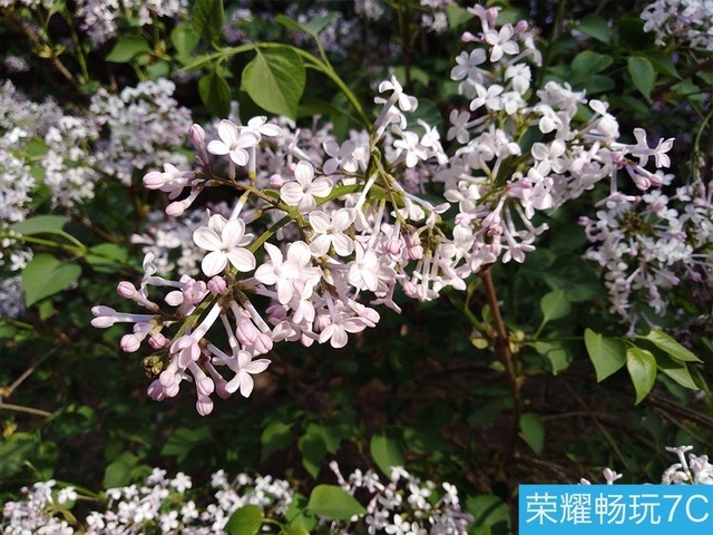 堅(jiān)果3、榮耀暢玩7C、魅藍(lán)S6拍照樣張對(duì)比 千元機(jī)拍照哪個(gè)好?