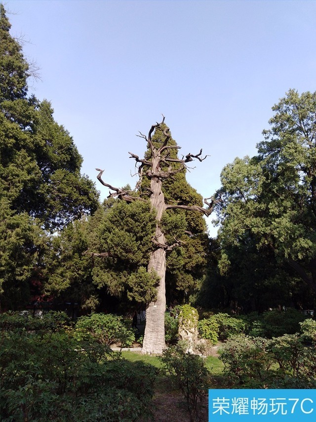 堅(jiān)果3、榮耀暢玩7C、魅藍(lán)S6拍照樣張對(duì)比 千元機(jī)拍照哪個(gè)好?