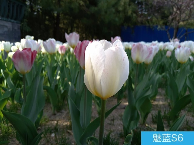 堅(jiān)果3、榮耀暢玩7C、魅藍(lán)S6拍照樣張對(duì)比 千元機(jī)拍照哪個(gè)好?