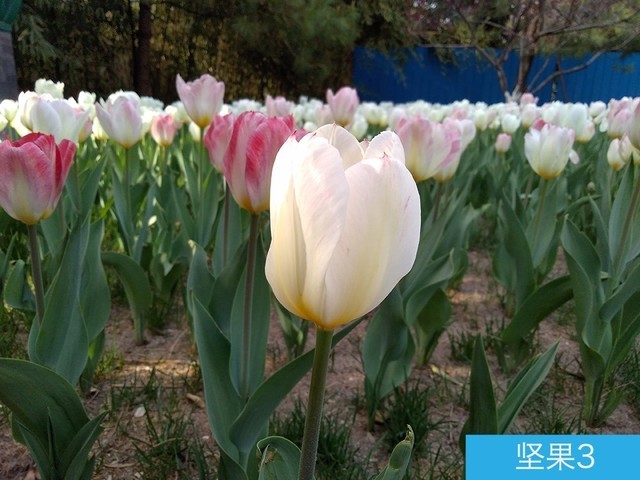 堅(jiān)果3、榮耀暢玩7C、魅藍(lán)S6拍照樣張對(duì)比 千元機(jī)拍照哪個(gè)好?