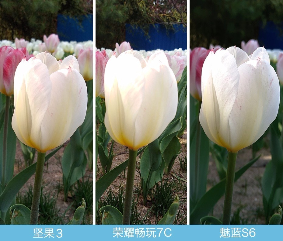 堅(jiān)果3、榮耀暢玩7C、魅藍(lán)S6拍照樣張對(duì)比 千元機(jī)拍照哪個(gè)好?