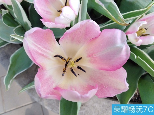堅(jiān)果3、榮耀暢玩7C、魅藍(lán)S6拍照樣張對(duì)比 千元機(jī)拍照哪個(gè)好?