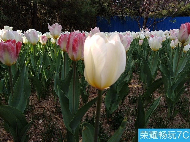 堅(jiān)果3、榮耀暢玩7C、魅藍(lán)S6拍照樣張對(duì)比 千元機(jī)拍照哪個(gè)好?
