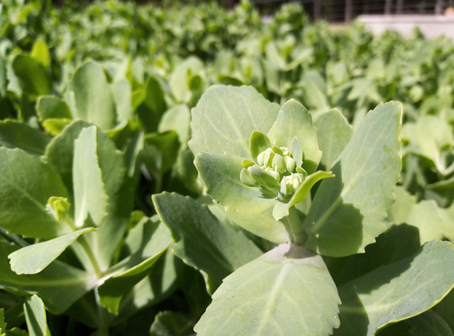 榮耀暢玩7值得買嗎？榮耀暢玩7評(píng)測(cè)