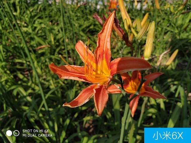 聯(lián)想Z5、小米6X、魅藍(lán)E3拍照對(duì)比評(píng)測(cè) 千元機(jī)相機(jī)對(duì)決