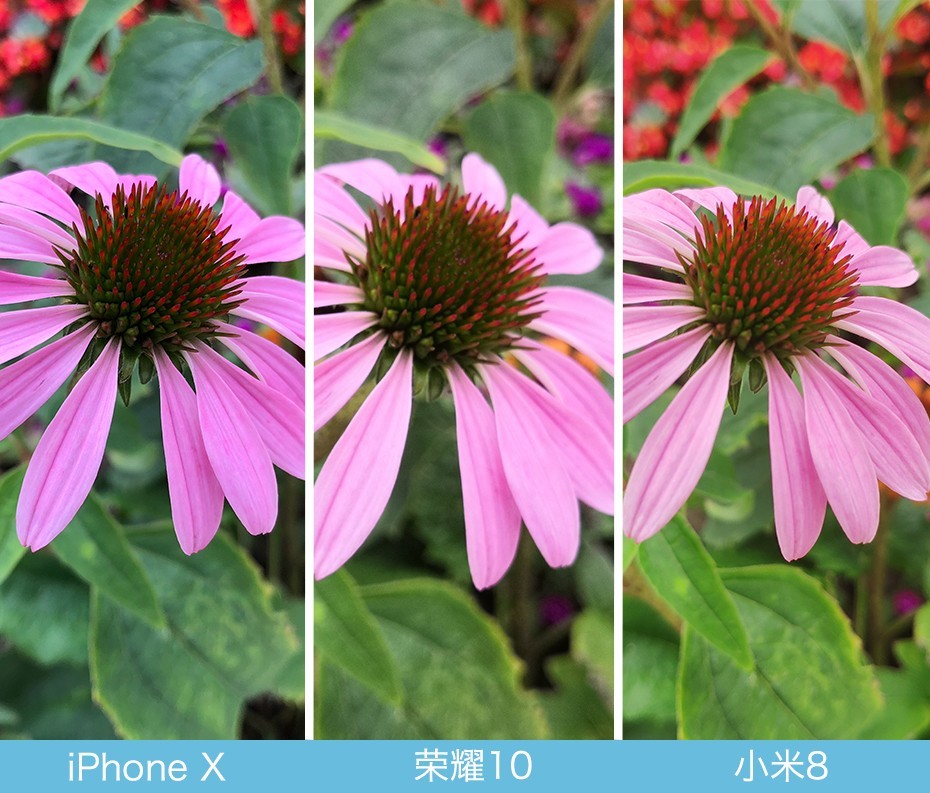 iPhone X、榮耀10、小米8拍照對(duì)比評(píng)測(cè) 蘋果秒殺一切？
