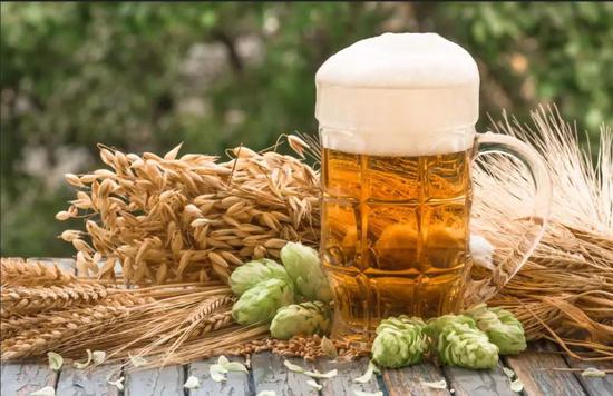 釀造啤酒的原料大麥和啤酒花。圖片來(lái)源：圖蟲創(chuàng)意
